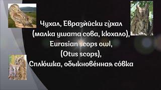 Песен на мъжки чухал (Otus scops) .