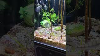 Summer Splash: Crafting a Refreshing Hideaway for Your Aquarium Fish | Pondon Aquarium
