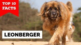 Leonberger - Top 10 Facts