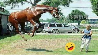 Best Funniest Horse  - funny and cute Horse Videos Compilation Made your day with #4