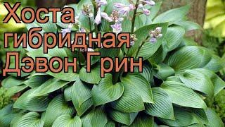 Хоста гибридная Дэвон Грин (hosta)  хоста Дэвон Грин обзор: как сажать рассада хосты Дэвон Грин