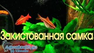 Закистованная самка вишневого барбуса. Как выглядит закистованная рыба.