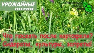 Что посадить после картофеля: запреты, сидераты и культуры. Нормы высева сидератов.