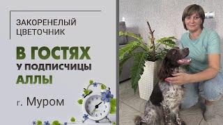 В гостях у Аллы, г. Муром. Филодендроны, антуриумы, аглаонемы, русский спаниэль и просто красота.