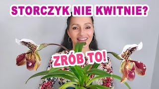 Storczyk Nie Kwitnie - Odkryj Mój Skuteczny Sposób Aby Zakwitł!