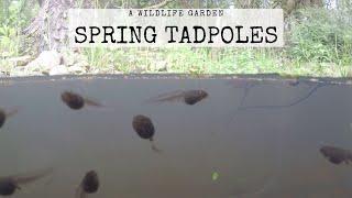 Spring Tadpoles. TV For Cats to Enjoy. Videos For Cats. House Cat Films.