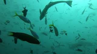 Fiji Shark dive ч10