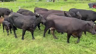 SM Hayes, Santa Angus cross heifers with Angus calves at foot.