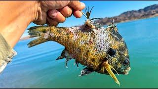 BIG baits were getting DESTROYED (Multiple Fish!)