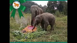 Christmas Elephants   - Gentle Giants Stay Home Project