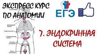 ЭНДОКРИННАЯ СИСТЕМА | Теория для ЕГЭ