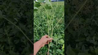 organic no till soy 15cm 4.08.2021