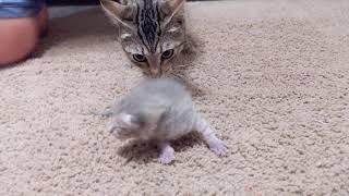 1 week old Kitten learning to walk