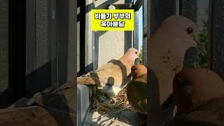 새 생명이 태어났어요 #우즈베키스탄 #국제커플 #koruz #비둘기