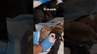 #microbully #americanbully  #puppy  #pocket #sangrepuracna_mona #foryou #puppy #pocketbully