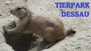 Viele Tiere und landschaftliche Idylle: Der Tierpark Dessau 2019