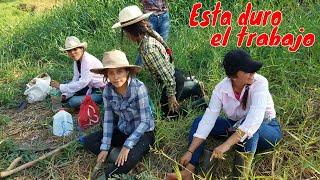 Las Chicas Se Dan Un Relax Para Continuar El Arduo Trabajó.Corte Zacate.P3