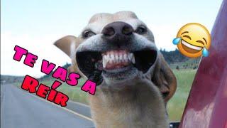  Funny Videos for Boring Days  Funny Cats and Dogs