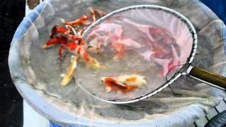 Koi Logic - Spring Harvest Ogata Koi Farm, Japan