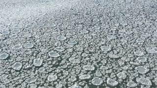 Ice Pancake floating in Lake Michigan, Chicago!