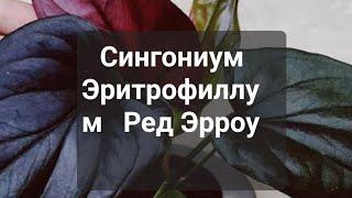 Сингониум Эритрофиллум Ред Эрроу