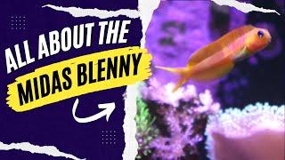 All About the Midas Blenny And How To Care For This Reef Safe Fish!