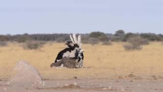 Mating Ostrich