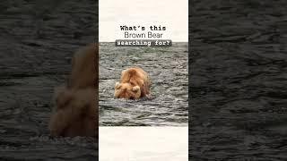 Bear Searches for Salmon at Brooks Falls, Katmai #alaska #wildlife #katmai #bear #nature