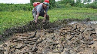 Life Fisherman Find & Catch A lot Copper Snakehead Fish By Hands at Rice Field