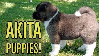 Akita Puppies! | The Akita Life