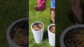 Grow Your Own Herbs: From Seed to Harvest Time-Lapse 