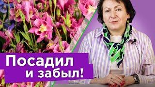 ВОТ ЭТО ЖИВУЧЕСТЬ! 10 цветов в моем саду, которые не смогли уничтожить дожди и холод