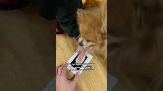 Купите это для своего питомца!