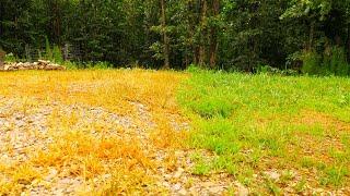 EASY Eco Friendly Weed Control