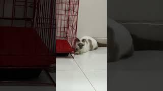 Kucing Ocil #viral #youtuber