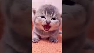 Gattini