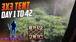 Day 1 to 42 All of Veg, Complete Guide For New Growers, Spiderfarmer SE-5000