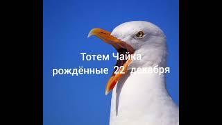 Тотем Чайка рождённые 22 декабря