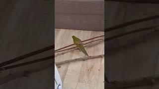 мой тгк:Крысогуля #крысогуля #жанбелка #кивикакарик #сыркакарик #сыркиви #кореллы #машкаричи #волн