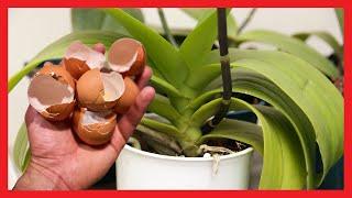 With only eggshell, your orchid reaches up to 500 times more flowers and leaves.