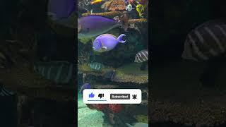 Relaxing Aquarium In 4K HDR Dolby Vision Demo #shorts #shortvideo