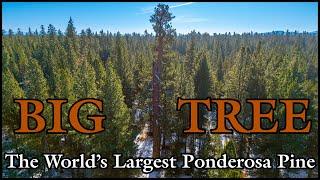 The Worlds Largest Ponderosa Pine Tree