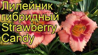 Лилейник гибридный Строубери Канди. Краткий обзор, описание hemerocallis hybrida Strawberry Candy