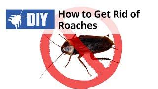 Roach Treatment - How to Get Rid of Roaches Yourself | DoMyOwn.com