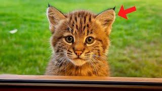 Stray Bobcat Cub Decides To Move Into Family's House. Then a Man Discovered the Shocking Truth
