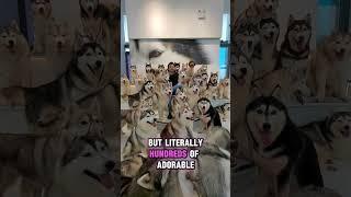 China's CUTEST Cafe Secret: Pay to CUDDLE Dogs?!  #china #youtubeshorts #blindbox