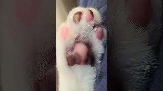 cat toe beans 🫘