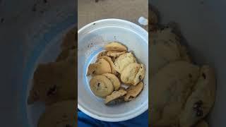 Barksdale’s State Fair Cookie haul