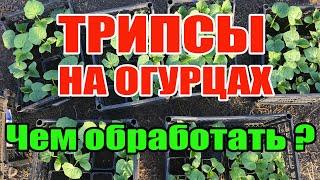 Трипсы на огурцах чем обработать ?