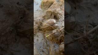 Natural PEARLS in Clam Found  #clam #pearls #crystals #survival  #shorts #oysters